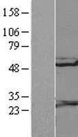 Human RGS10 Protein (Over-Expression Lysate Myc-DDK (Flag))