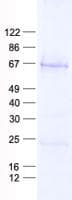 Human LW-1 / HSFX1 Protein (Recombinant His, N-Terminal)