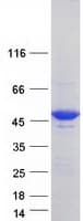 Human HNRNPF / hnRNP F Protein (Recombinant Myc-DDK (Flag))