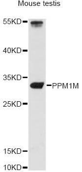 PPM1M Antibody