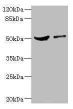 CPN1 Antibody