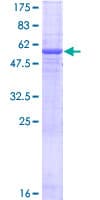 Human EGFL8 / NG3 Protein (Recombinant GST)