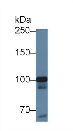 MARS Antibody (PE)