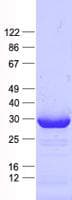Human MRPS15 Protein (Recombinant His, N-Terminal)