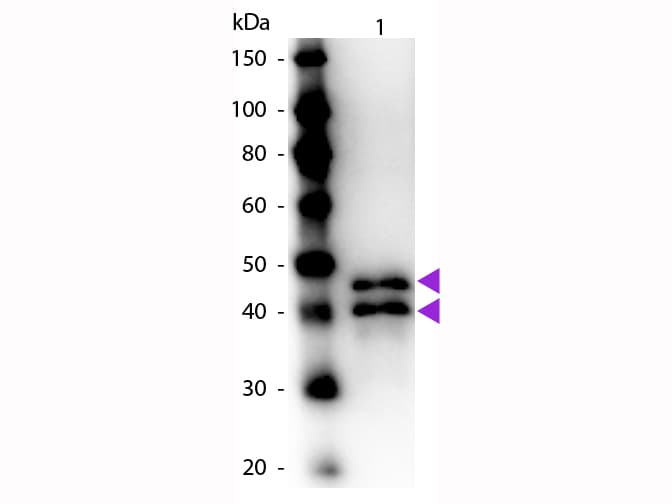 Polyclonal Rabbit anti-Chicken Ovalbumin Antibody (Lyophilized, HRP, IHC, WB)