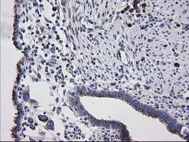 RAB30 Antibody (clone OTI3E7)