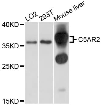 Polyclonal Rabbit anti-Human C5AR2 / GPR77 / C5L2 Antibody (WB)