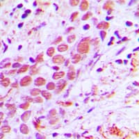 USF2 Antibody (Internal)