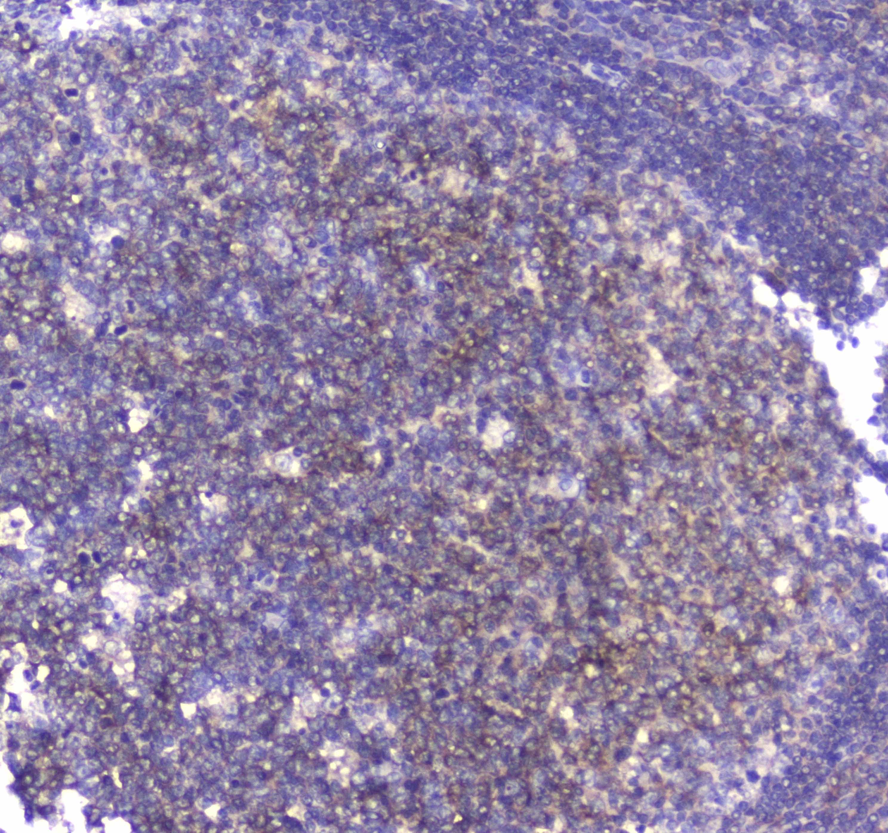 CD80 Antibody