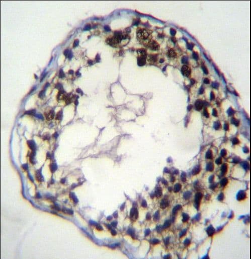 CFAP69 Antibody (aa150-178)