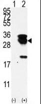 UBE2S / E2 EPF Antibody (aa10-40)