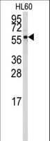 CYP4Z1 Antibody (aa89-118)