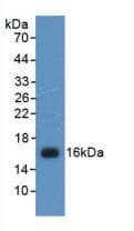 Histone H4 Antibody (aa2-103, Cy3)