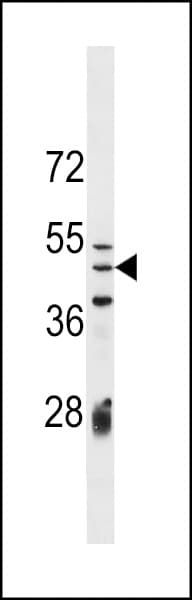 IZUMO1 / IZUMO Antibody (aa77-105)