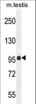 TMEM132E Antibody (aa704-733)