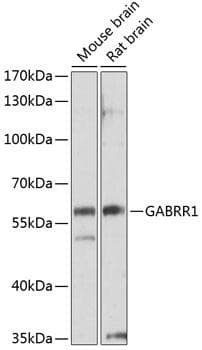 GABRR1 / GABA(A) Receptor rho- Antibody