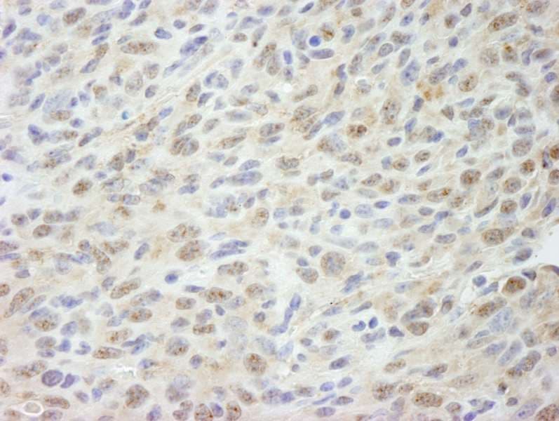 MED18 Antibody (aa150-C-term)
