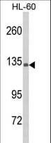 Complement C5 Antibody (aa253-281)