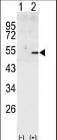 CCNA2 / Cyclin A2 Antibody (aa358-389)