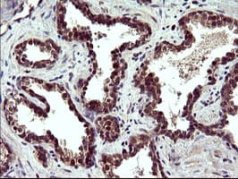 POLR3GL Antibody (clone OTI2F11, Carrier-free)