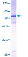 Human MAGEA8 Protein (Recombinant GST)