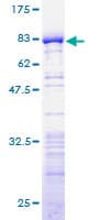 Human NELFE / RD / RDBP Protein (Recombinant GST)