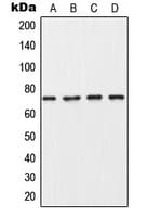 COL8A1 / Collagen VIII Alpha 1 Antibody (Internal)