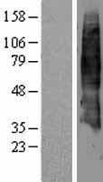 SLC7A4 Protein (Over-Expression Lysate Myc-DDK (Flag))