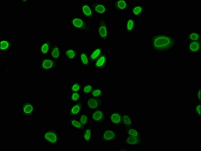 HIST1H3A Antibody