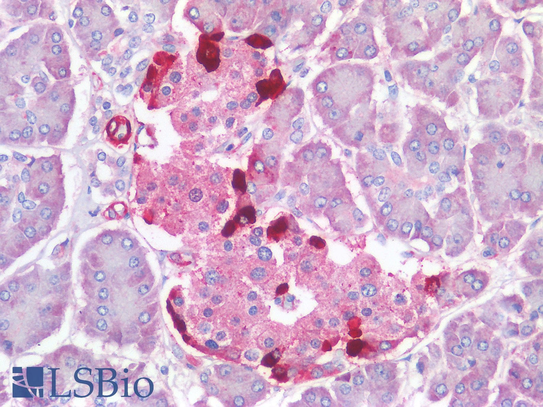 IHC-plus™ GCG / Glucagon Antibody