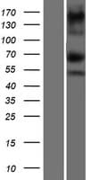 ASXL1 Protein (Over-Expression Lysate Myc-DDK (Flag))