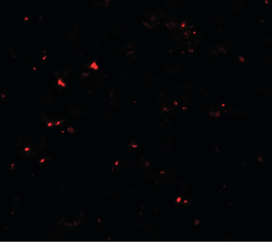IHC-plus™ MSI2 Antibody