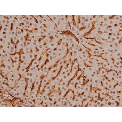 SP1 Antibody (phospho-Thr453)