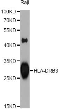 HLA-DRB3 Antibody