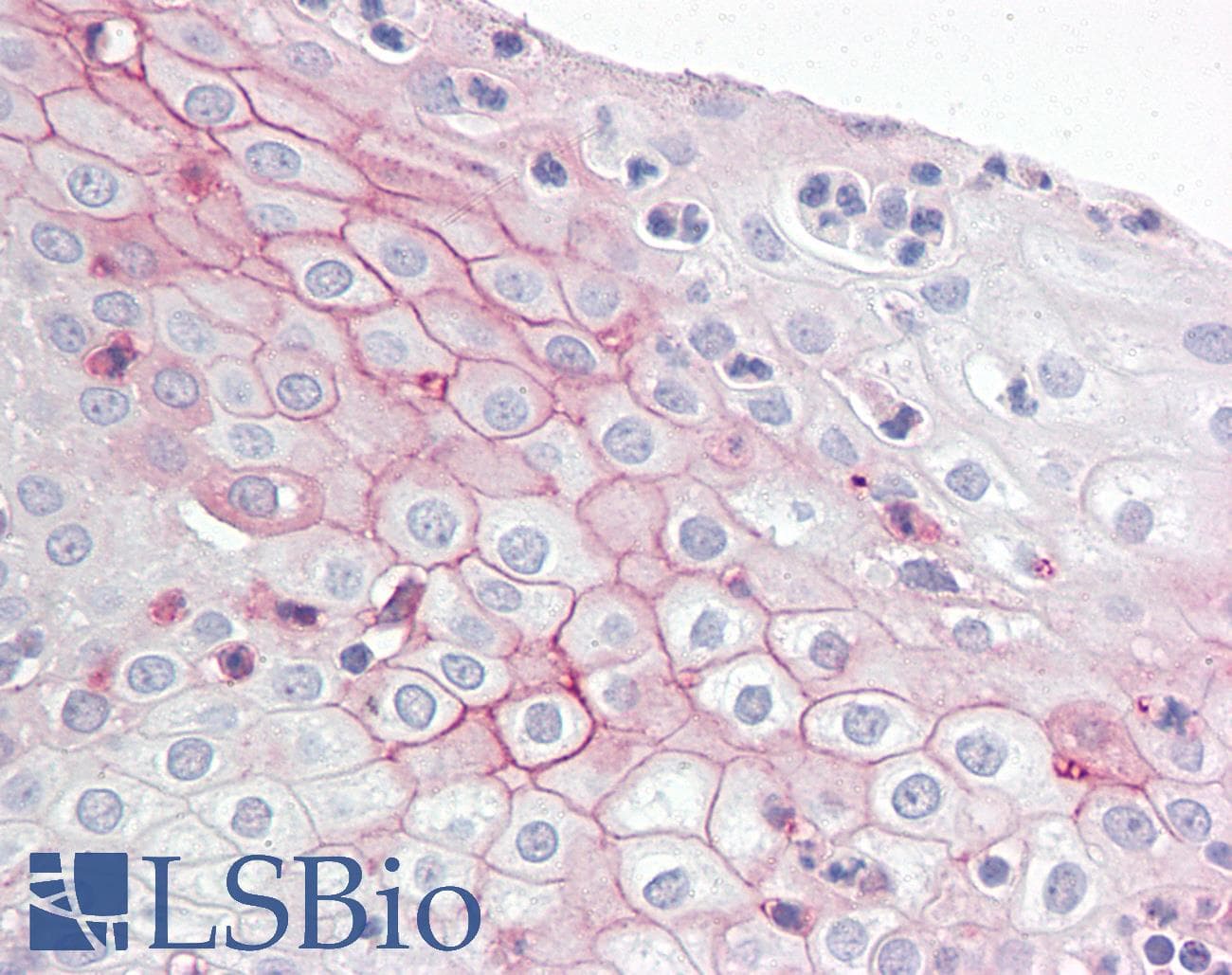 IHC-plus™ ZBTB2 Antibody (aa450-500)