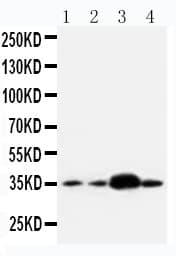 APEX1 / APE1 Antibody (aa177-191)