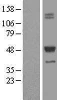 Human TCN2 Protein (Over-Expression Lysate Myc-DDK (Flag))