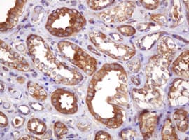VBP1 Antibody (clone OTI1H5, Carrier-free)