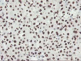NONO / P54NRB Antibody (clone OTI2C9)