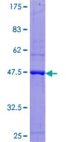 Human SAT2 Protein (Recombinant GST)