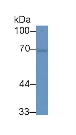 HSPA1A Antibody (aa1-641)