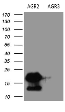 AGR2 Antibody (aa21-175, clone OTI5D8, Carrier-free)