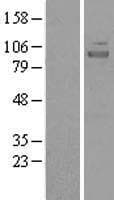 NIRF / UHRF2 Protein (Over-Expression Lysate Myc-DDK (Flag))