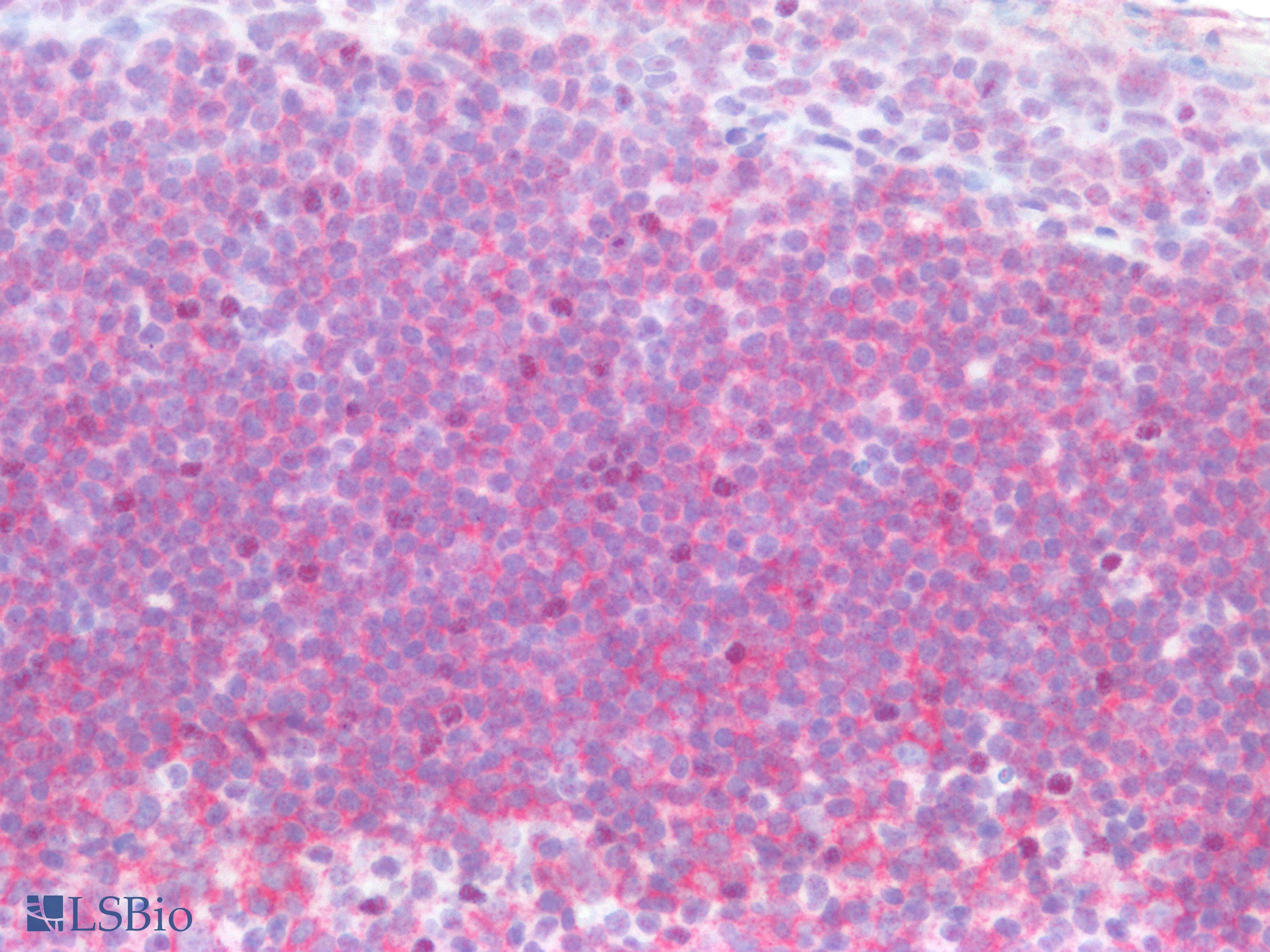 PathPlus™ CD19 Antibody