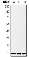 Polyclonal Rabbit anti-Human Histone H2B Antibody (N-Terminus, IHC, IF, WB)