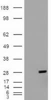 BCL2L1 / BCL-XL Antibody (clone OTI4A9)