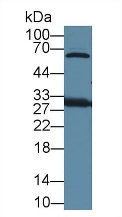 Polyclonal Rabbit anti-Mouse HMG1 / HMGB1 Antibody (Biotin, aa1-215, WB)