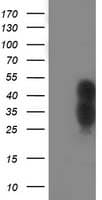 WWTR1 / TAZ Antibody (clone OTI1A12, Carrier-free)