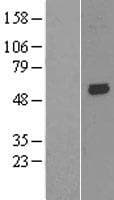 KCNK10 / TREK Protein (Over-Expression Lysate Myc-DDK (Flag))