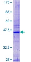 Human ARPC5L Protein (Recombinant GST)